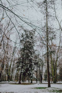 Kışın karla kaplı ağaç