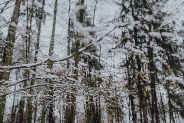 Kışın karla kaplı ağaç