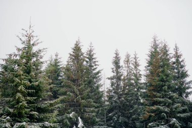 Kış Manzaralı Çam Ağaçları Karla Kaplandı