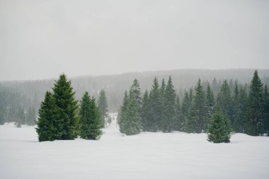 Dağlardaki güzel kış manzarası. Muhteşem kış manzarası. Soğuk çam ağaçları.