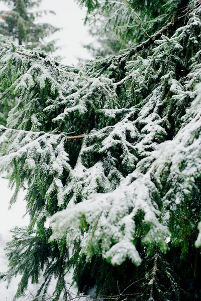 Kış Manzaralı Çam Ağaçları Karla Kaplandı