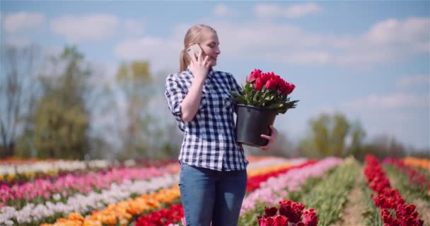 Женщина, держащая букет тюльпанов в руках, разговаривая по мобильному телефону на Тюльпановом поле — стоковое видео
