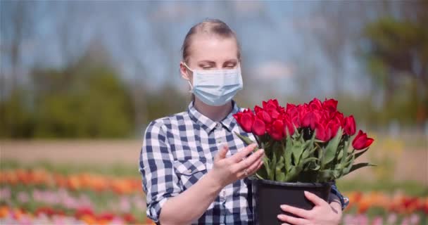 チューリップ畑を歩きながら手にチューリップの花束を保持女性 — ストック動画