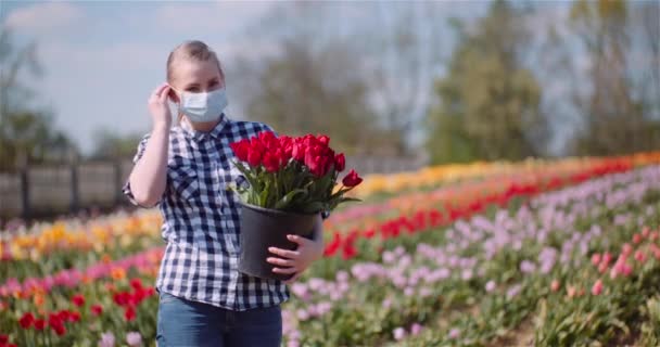 Mulher colocando máscara protetora, segurando o buquê de tulipas nas mãos enquanto caminha no campo de tulipas — Vídeo de Stock