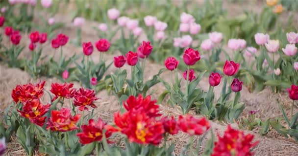 Mooie tulpen bloeien op bloemen Plantage — Stockvideo