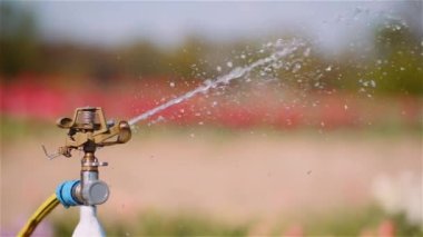 Tarım - Çiçek Yetiştirme Çiftliğinde Su Fıskiyeleri Sulama Laleleri.