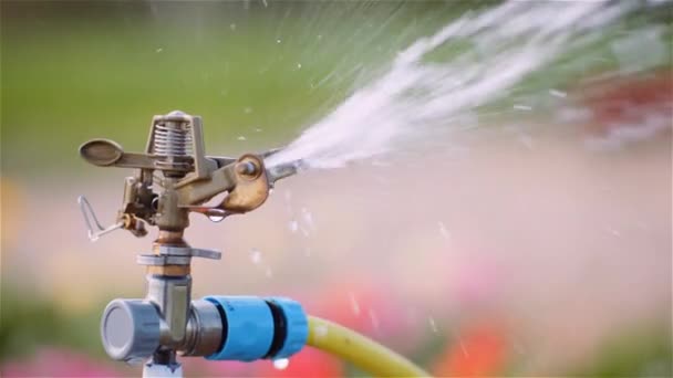 Agricultura - Rociadores de agua Regar los tulipanes en la granja de plantación de flores. — Vídeo de stock