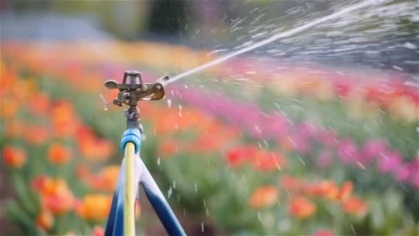 Agricultura - Rociadores de agua Regar los tulipanes en la granja de plantación de flores. — Vídeo de stock