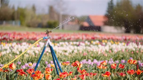 Zemědělství - zavlažovač vody zavlažovací tulipány na květinové plantáži. — Stock video