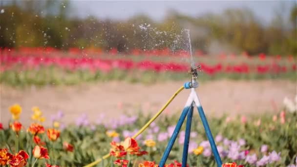 Zemědělství - zavlažovač vody zavlažovací tulipány na květinové plantáži. — Stock video