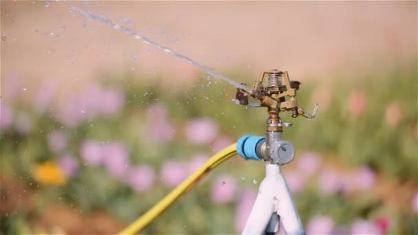 Agriculture - Water Sprinkler Watering Tulips at Flower Plantation Farm. — Stock Video