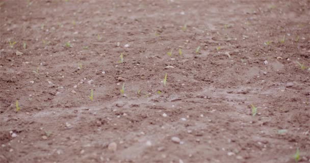 Jordbruk - Ung majs som odlas på jordbruksmark — Stockvideo