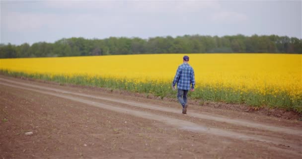 Farmer Walking on Agriculture Field Examining Crops — Stock video
