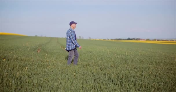 Jordbruk Jordbrukare Promenader på fältet. — Stockvideo