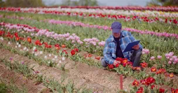 Agricultor trabajando en el campo de tulipanes en la granja de producción de flores — Vídeo de stock