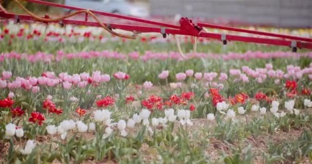 Traktor sprüht Chemikalien auf Tulpenblumenplantage — Stockvideo