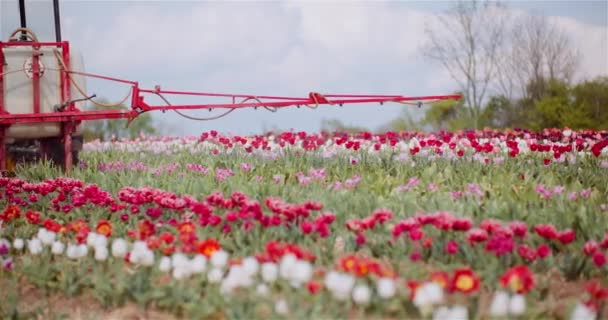 Спресовані хімікати на плантації квіток тюльпанів — стокове відео