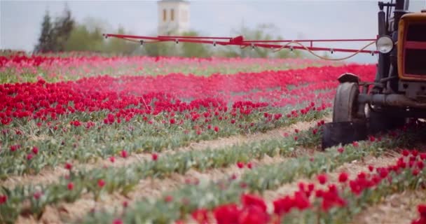 Traktor sprüht Chemikalien auf Tulpenblumenplantage — Stockvideo