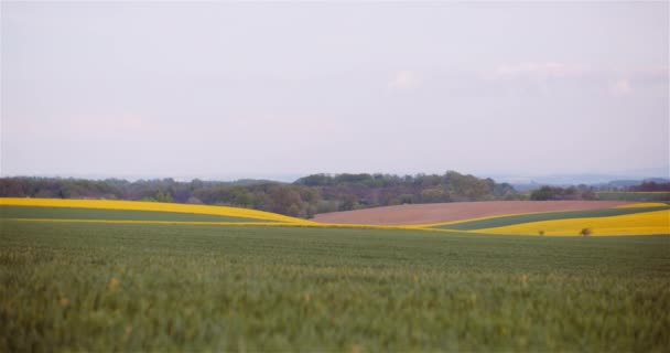農業景観-さまざまな農業分野の眺め — ストック動画