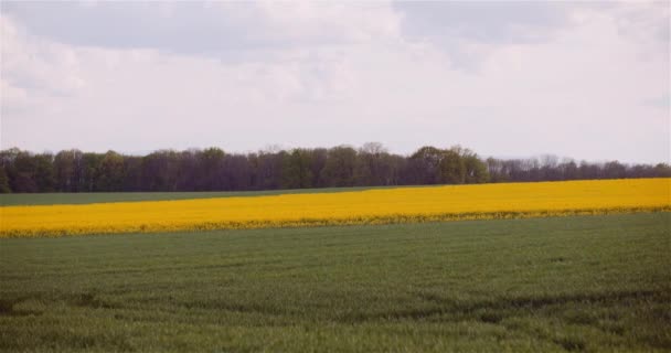 Lantbrukslandskap - Utsikt över olika jordbruksmark — Stockvideo