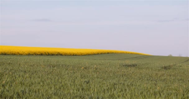 Paisaje agrícola - Vista de varios campos agrícolas — Vídeos de Stock