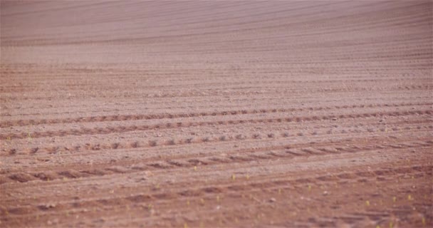 Jordbruk - Ung majs som odlas på jordbruksmark — Stockvideo
