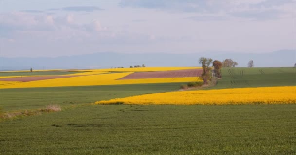 Amplio tiro de hermoso paisaje floreciente agrícola — Vídeo de stock