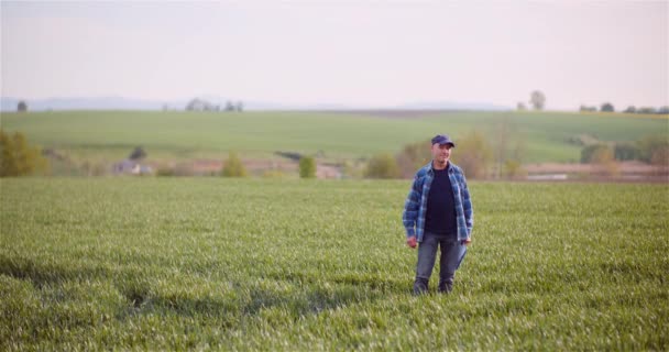 Agronomen undersöker grödor på fältet. — Stockvideo