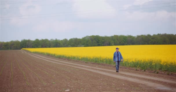 Agriculteur examinant les cultures de colza à la ferme agricole. — Video