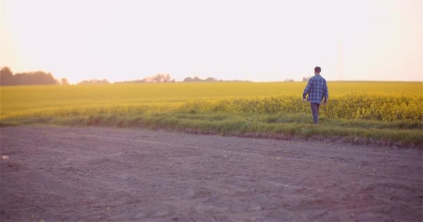 Agricoltura, produzione alimentare - Agricoltore che esamina le colture sul campo — Video Stock