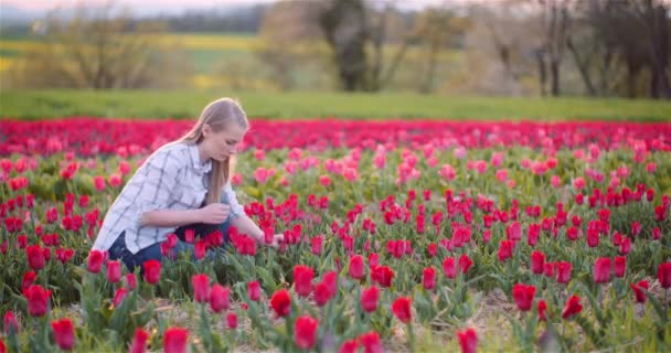 Mulher trabalhando e plantando tulipas na fazenda Flower Plantation na Holanda. — Vídeo de Stock