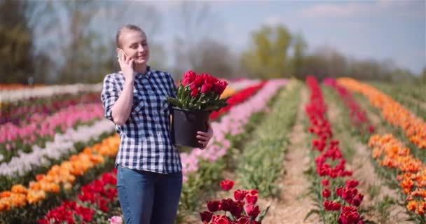 Mujer sosteniendo tulipanes ramo en las manos mientras habla en el teléfono móvil en el campo de tulipanes — Vídeos de Stock