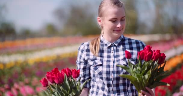 Mujer sosteniendo tulipanes ramo en las manos mientras camina en el campo de tulipanes — Vídeo de stock