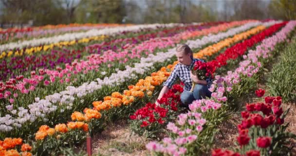 Жінка тримає букет тюльпанів у руках під час ходьби на полі тюльпанів — стокове відео