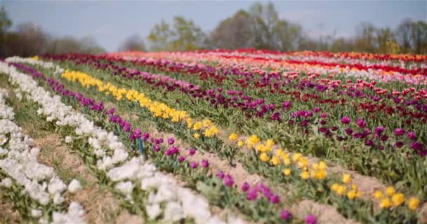 Tulipas florescendo em flores Plantation Farm — Vídeo de Stock