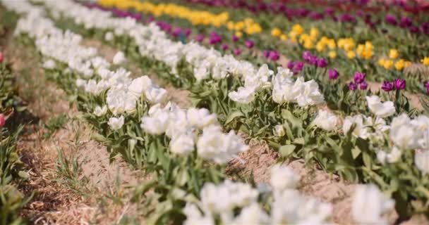 Tulipanes florecientes en la granja de plantación de flores — Vídeos de Stock