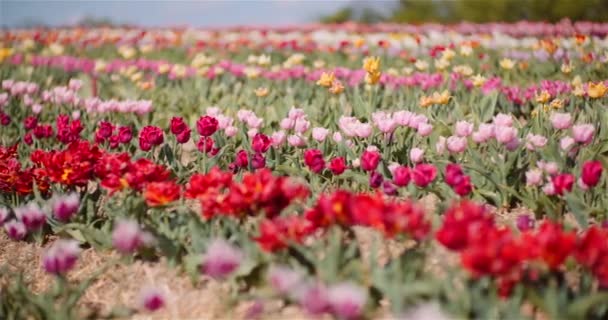 花卉种植场开花郁金香 — 图库视频影像