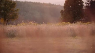 Köy Kırsal Sahne Tarım Manzarası