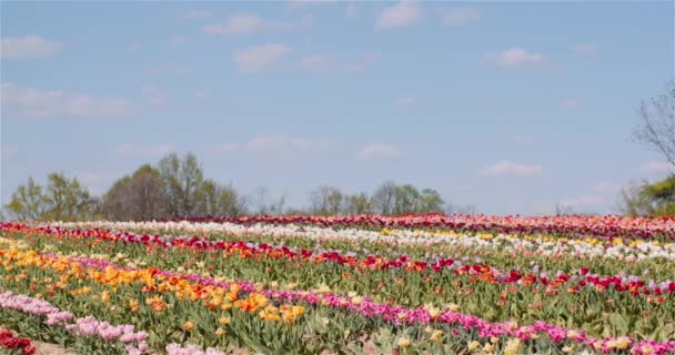 Красивые тюльпаны, цветущие на цветочной плантации — стоковое видео