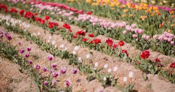 Tulipas florescendo em flores Plantation Farm — Vídeo de Stock