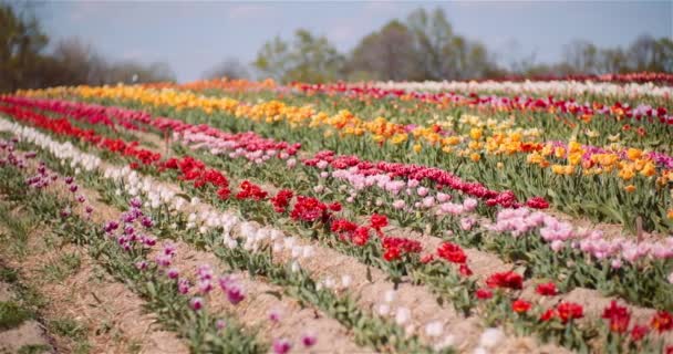 Tulipas florescendo em flores Plantation Farm — Vídeo de Stock