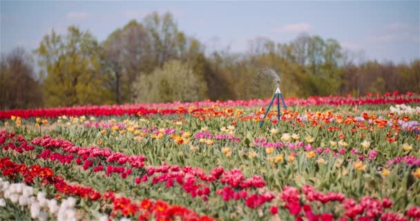 Bloeiende tulpen op bloemen Plantage Farm — Stockvideo