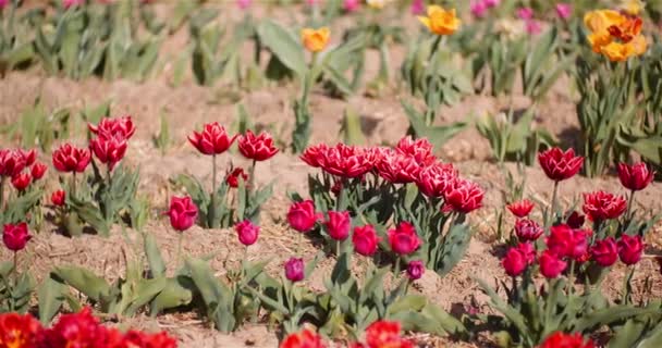 Blooming Tulips on Flowers Plantation Farm — Stock Video