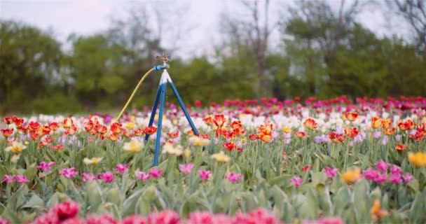 Zemědělství - zavlažovač vody zavlažovací tulipány na květinové plantáži. — Stock video