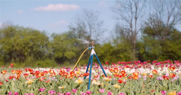 Agricultura - Rociadores de agua Regar los tulipanes en la granja de plantación de flores. — Vídeo de stock