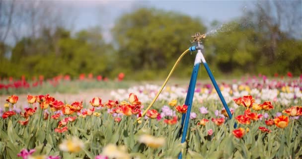 Agricultura - Rociadores de agua Regar los tulipanes en la granja de plantación de flores. — Vídeo de stock