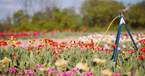 Agricultura - Water Sprinkler Watering Tulipas em Flower Plantation Farm. — Vídeo de Stock