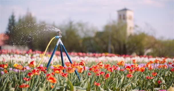 Agricultura - Water Sprinkler Watering Tulipas em Flower Plantation Farm. — Vídeo de Stock