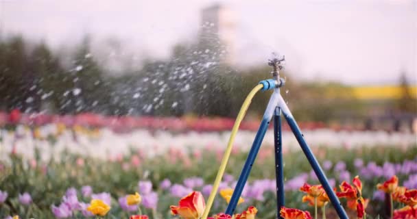 Tarım - Çiçek Yetiştirme Çiftliğinde Su Fıskiyeleri Sulama Laleleri. — Stok video