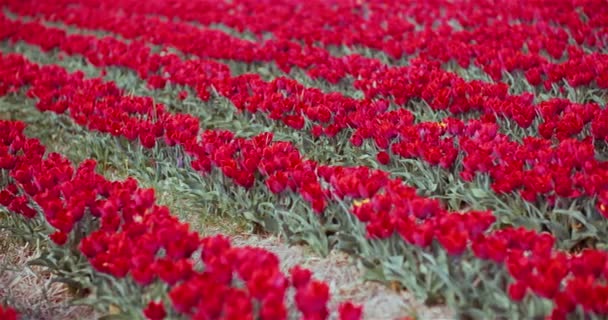 Floreciendo tulipanes rojos en la granja de plantación de flores — Vídeos de Stock